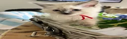 Ragdoll cats for sale: 4 beautiful blue point ragdoll kittens - Advert 4