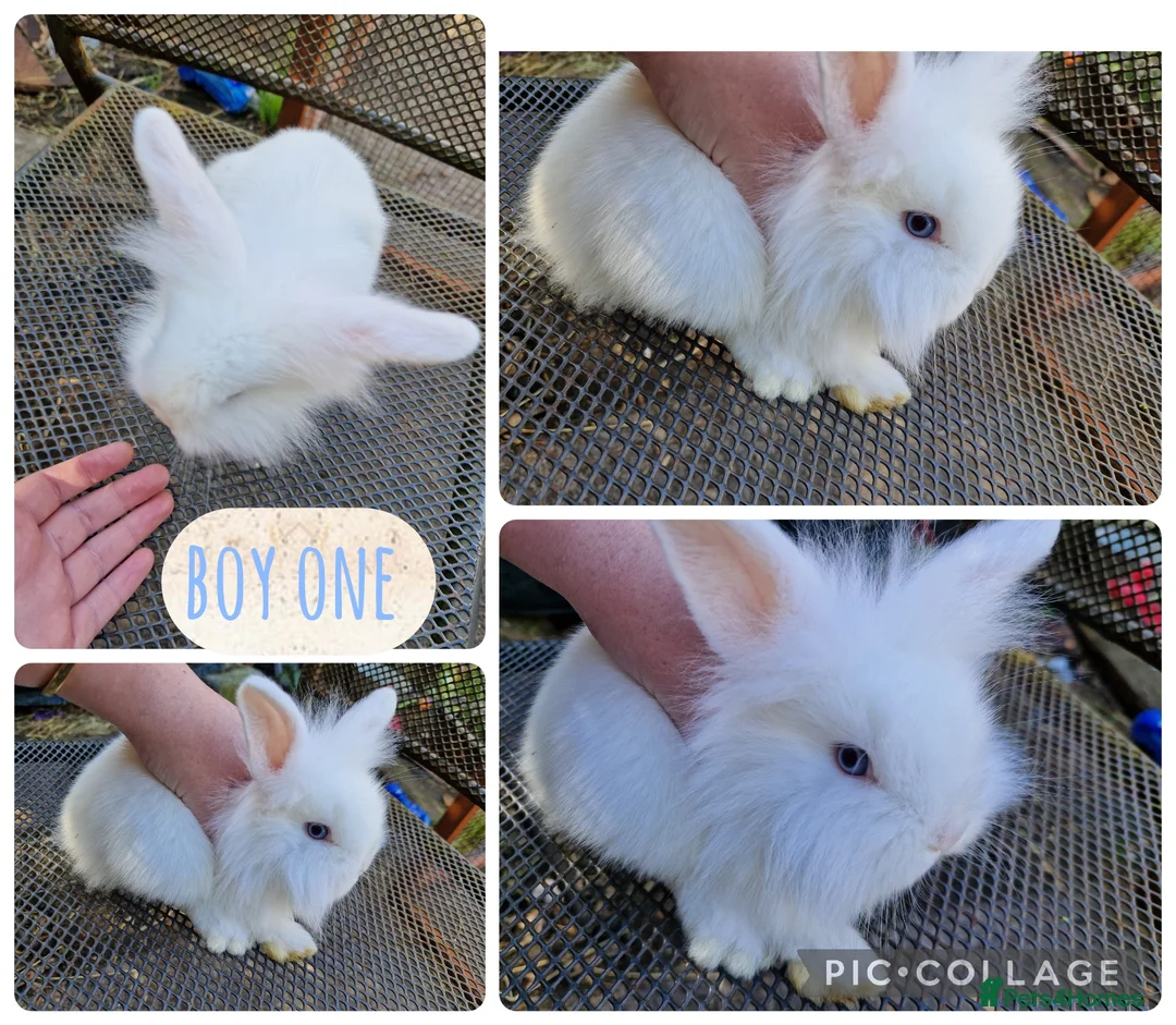 Mini Lion Lop rabbits for sale: 3 beautiful litter of mini lion lop ready to go  - Advert 3