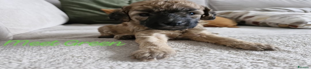 Mixed Breed Puppy green