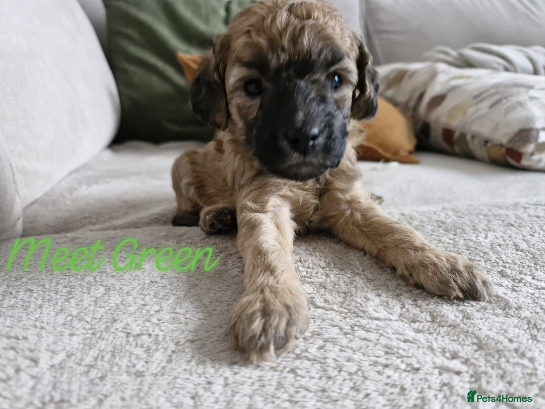 Mixed Breed dogs for sale: 4 BOYS BEAUTIFUL TOY POODLE MIX *health tested* - Image 2