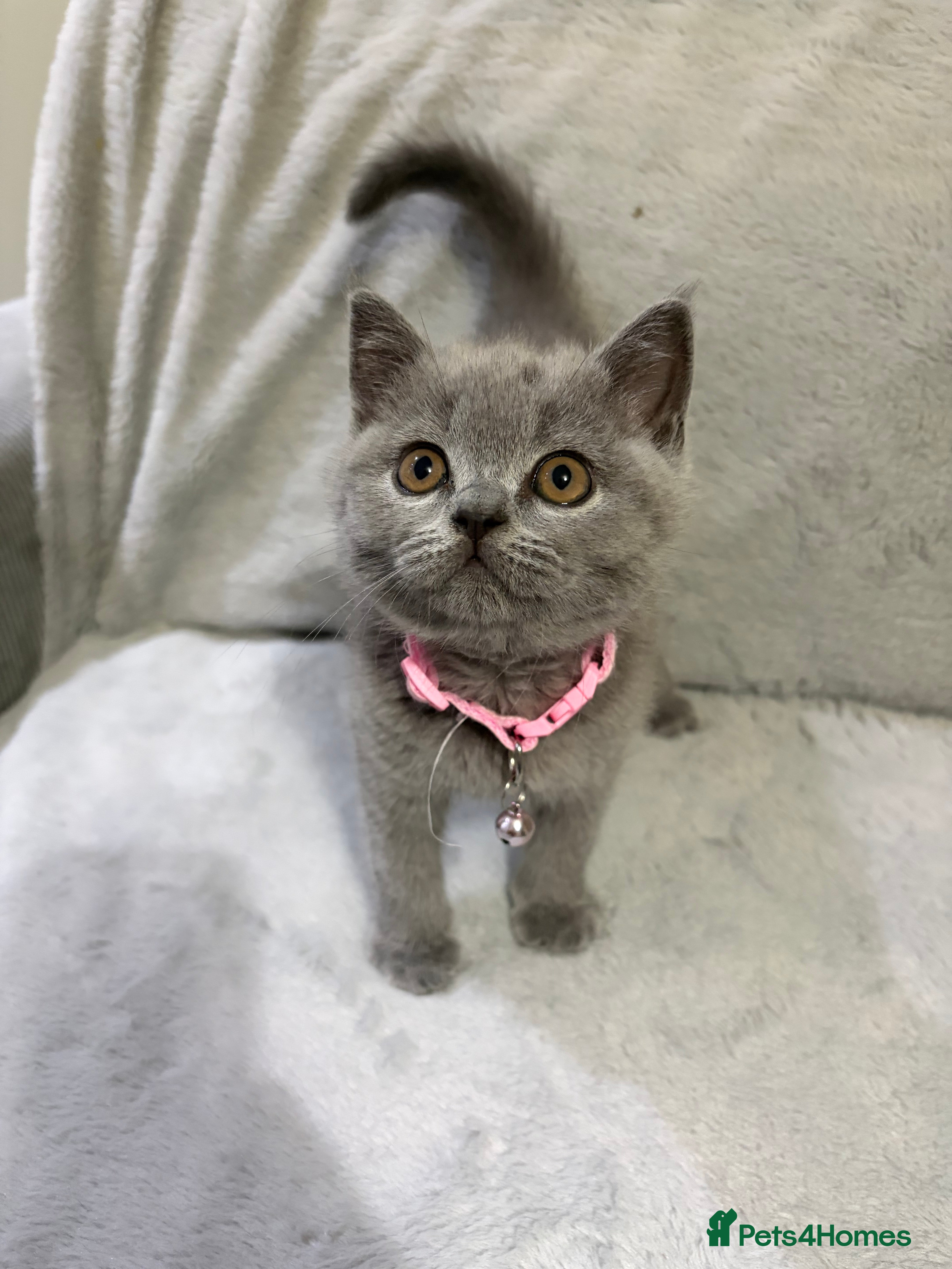 British Shorthair cats REDUCED GCCF registered, 5 gen championship BSH - Advert 2