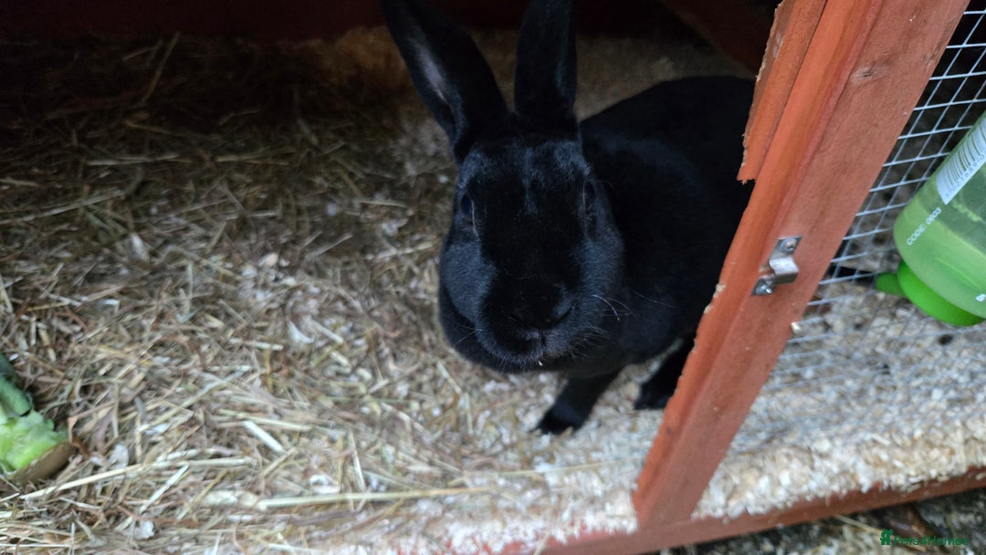 Rex rabbits for sale: 2 sisters looking for a new home  - Image 5