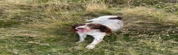 English Springer Spaniel dogs for sale: English springer spaniels  - Advert 10