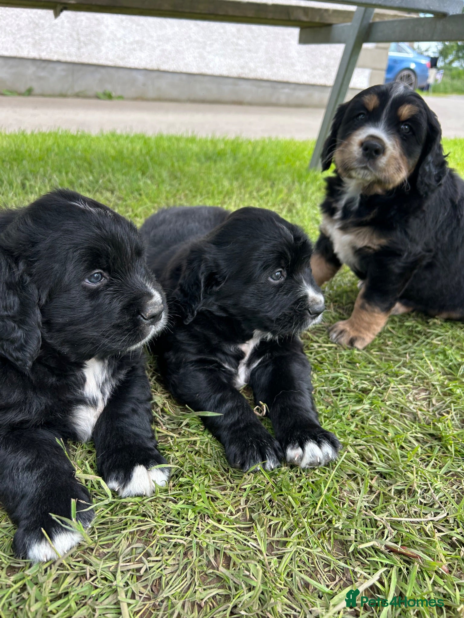 Golden Mountain Dog dogs Bernese Mountain Dog × Golden Retriever - Advert 16