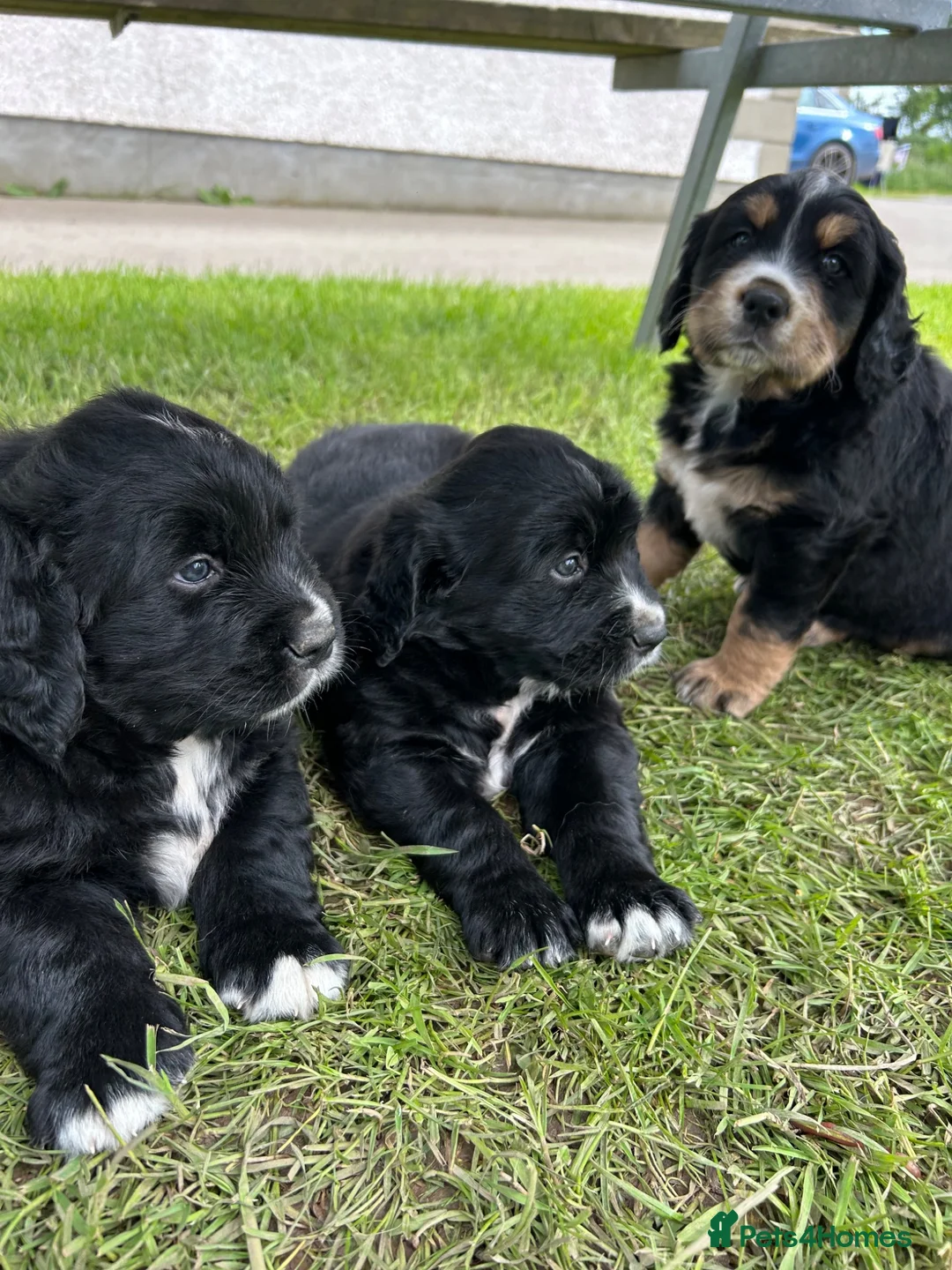 Golden Mountain Dog dogs for sale: Bernese Mountain Dog × Golden Retriever - Advert 1