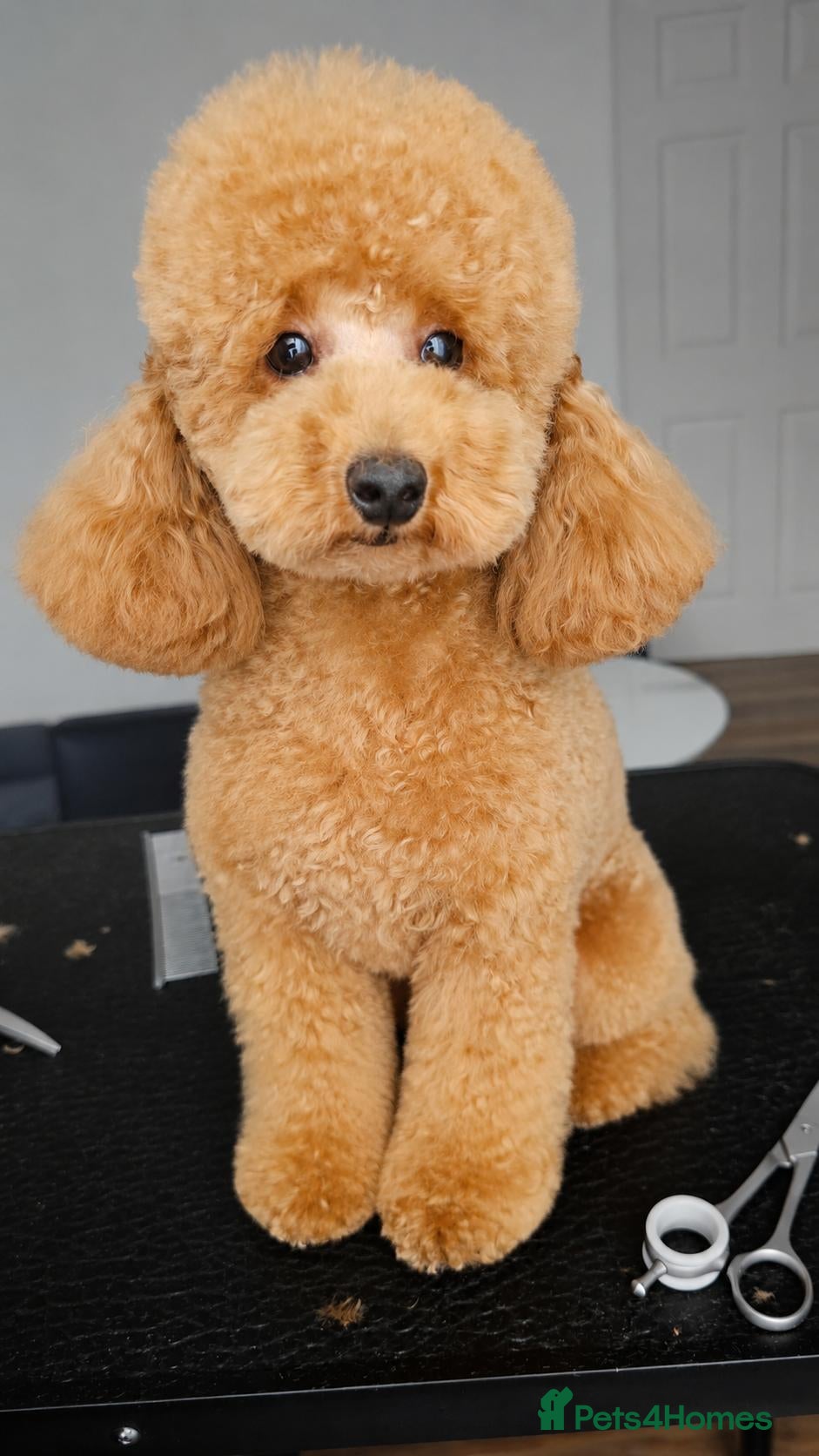 Toy Poodle dogs CH blood line, red toy poodles, Crufts  - Advert 2