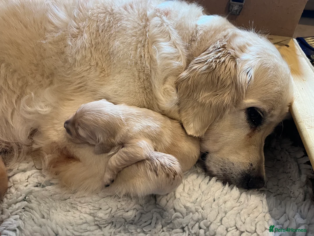 Golden Retriever dogs for sale: Golden Retriever puppies for sale- KC Devontriever - Advert 11