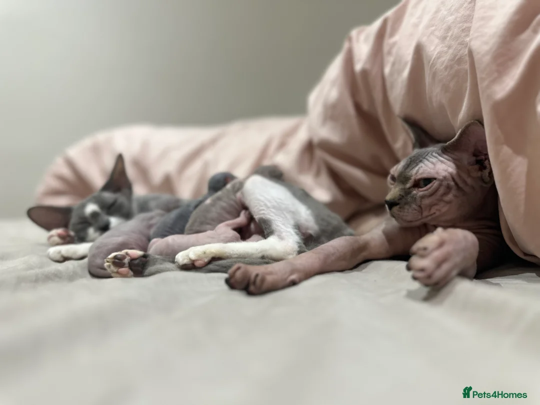 Sphynx cats for sale: Beautiful sphynx kittens from a mum and dad home - Advert 30