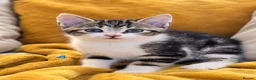 Mixed Breed cats for sale: 🐾 6 Adorable & Playful Kittens - 1 Girl & 5 Boys - Advert 20