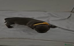Staffordshire Bull Terrier dogs for sale: Blue staffs for sale £900 - Image 4