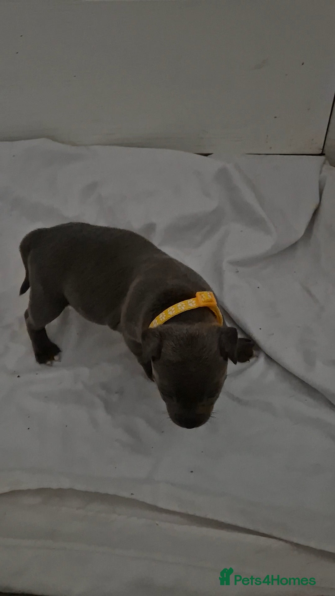 Staffordshire Bull Terrier dogs for sale: Blue staffs for sale £900 - Image 4