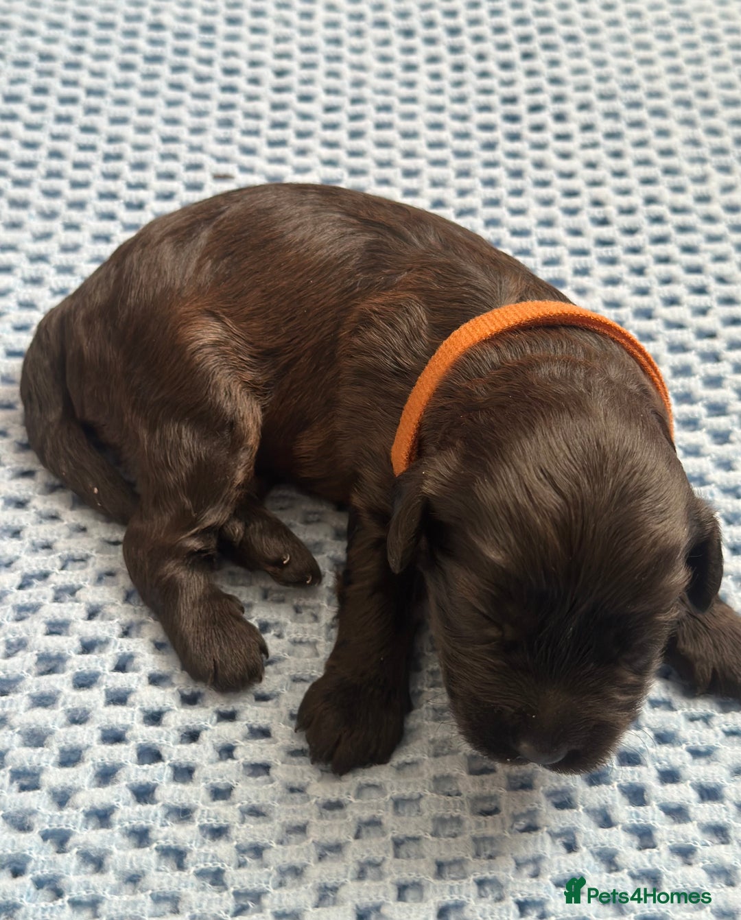 Cavapoo dogs for sale: Beautiful & Healthy Cavapoo Puppies   - Image 13