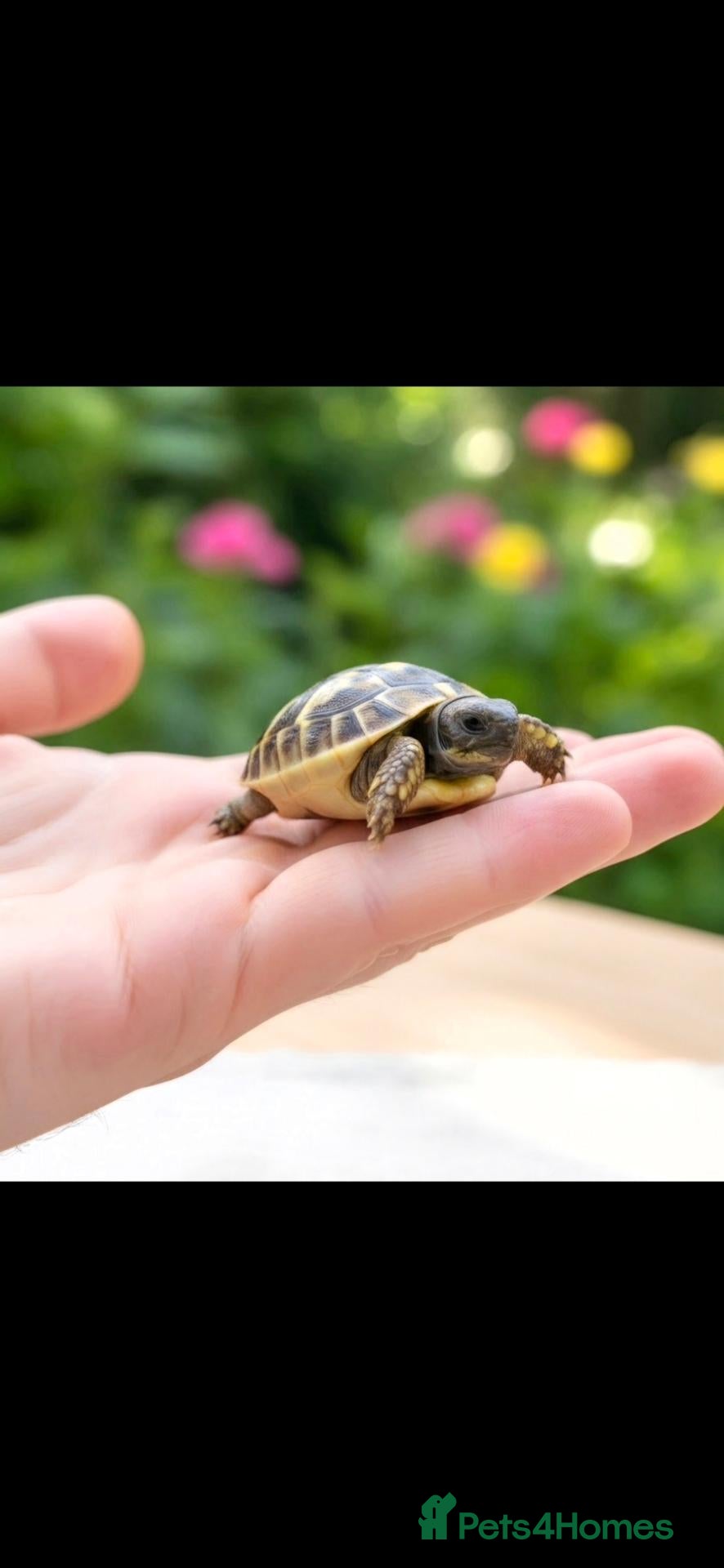 Hermann Tortoise reptiles Hermann Tortoises - Advert 1