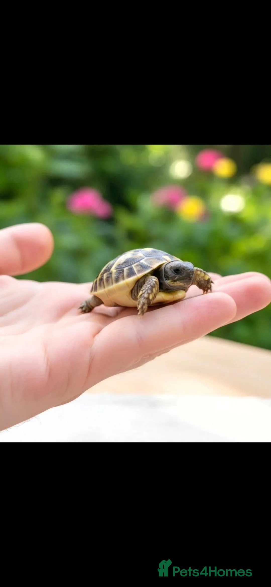 Hermann Tortoise reptiles for sale: Hermann Tortoises - Advert 1