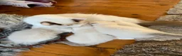 Ragdoll cats for sale: Beautiful bicolour & point Ragdoll kittens  - Advert 4