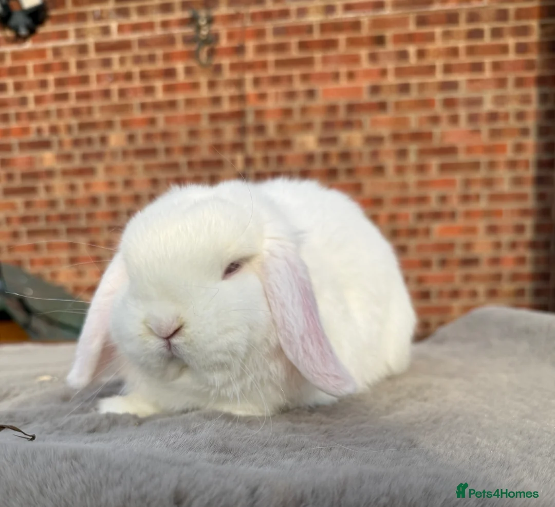 Dwarf Lop rabbits for sale: Dwarf lop boy - 16 weeks - Advert 2