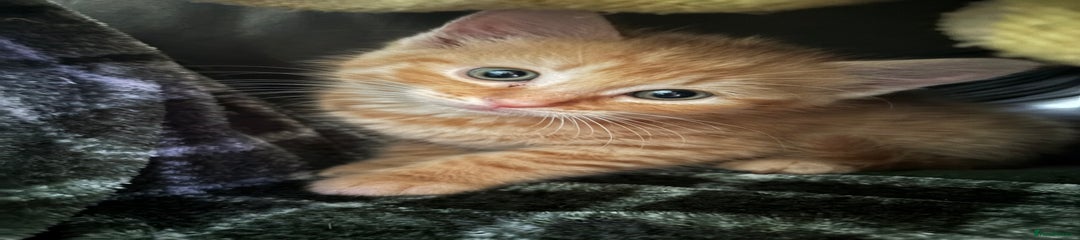 Domestic Shorthair Kitten 1