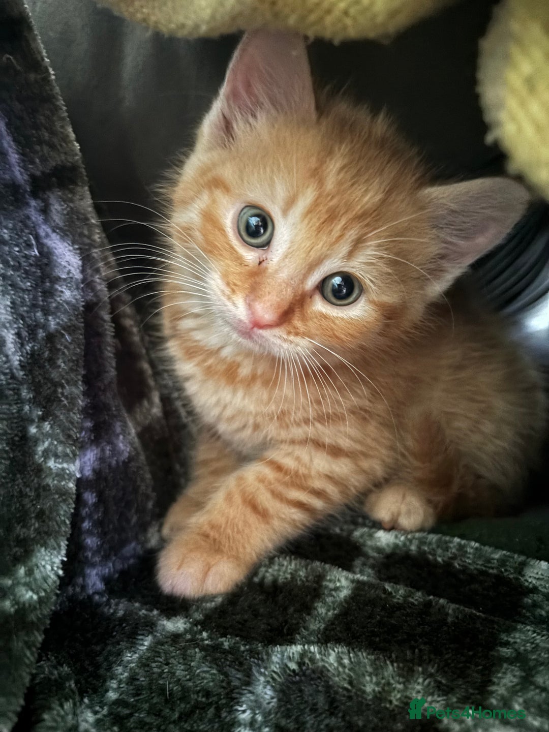 Domestic Shorthair cats for sale: Beautiful shorthair mixed colour kittens  - Image 9