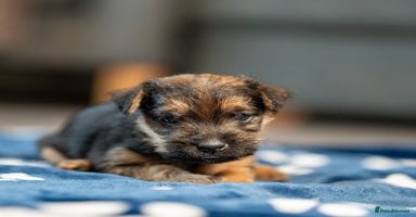 Mixed Breed dogs - Advert 3
