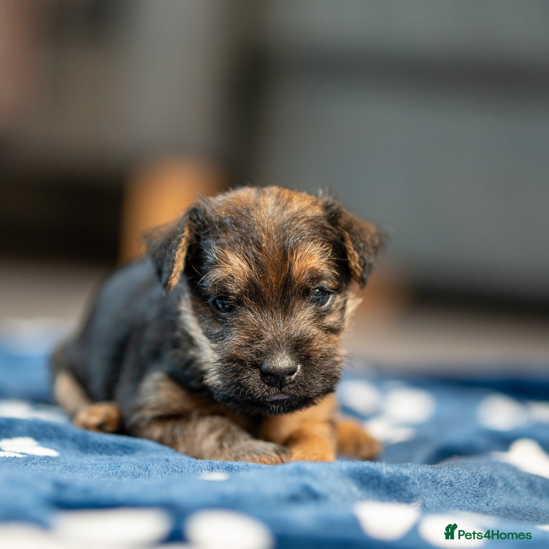 Mixed Breed dogs for sale: 6 Lakeland Cross Puppies for Sale - Image 3