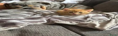 Mixed Breed Kitten 4