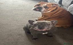 English Bulldog dogs for sale: FRENCH & ENGLISH BULLDOGS  - Image 3