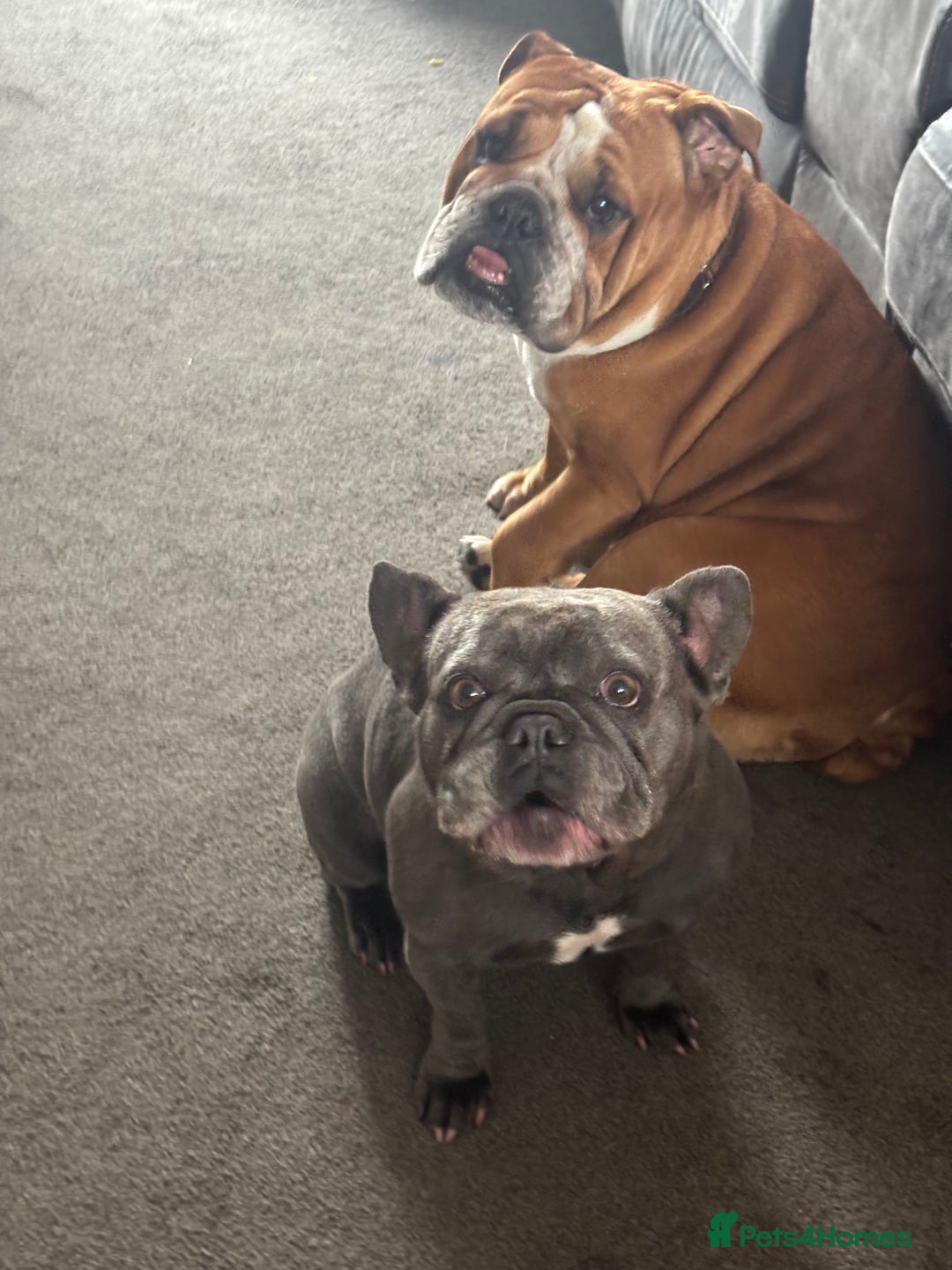 English Bulldog dogs for sale: FRENCH & ENGLISH BULLDOGS  - Image 3