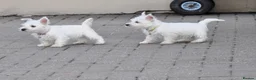 West Highland Terrier dogs for sale: West Highland terrier Puppy Girls - Advert 2