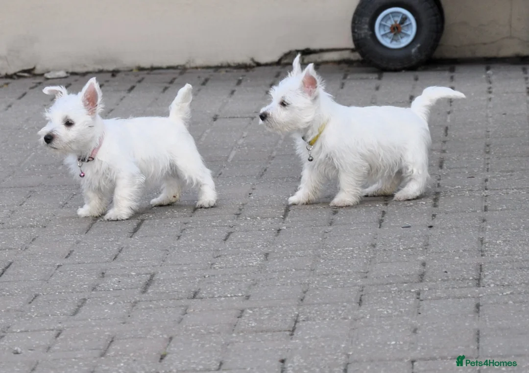 West Highland Terrier dogs for sale: West Highland terrier Puppy Girls - Advert 2