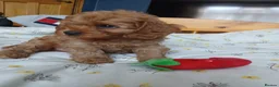 Cavapoo dogs for sale: Cavapoo puppies for sale - Advert 8