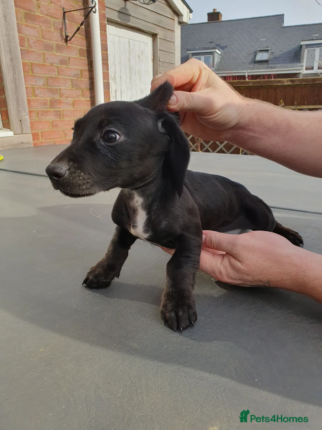 Mixed Breed dogs for sale: Puppies for sale - Advert 3