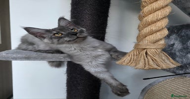 Maine Coon cats - Advert 16