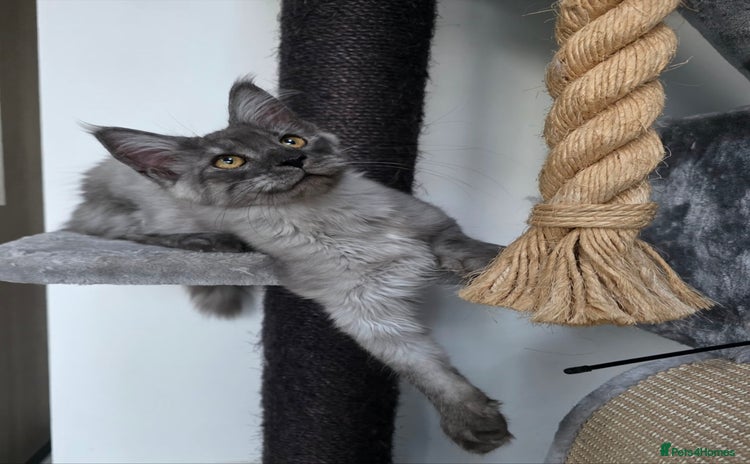 Maine Coon cats - Advert 7