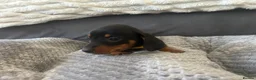 Miniature Dachshund dogs for sale: Miniature Daschund Pups for loving homes - Advert 25
