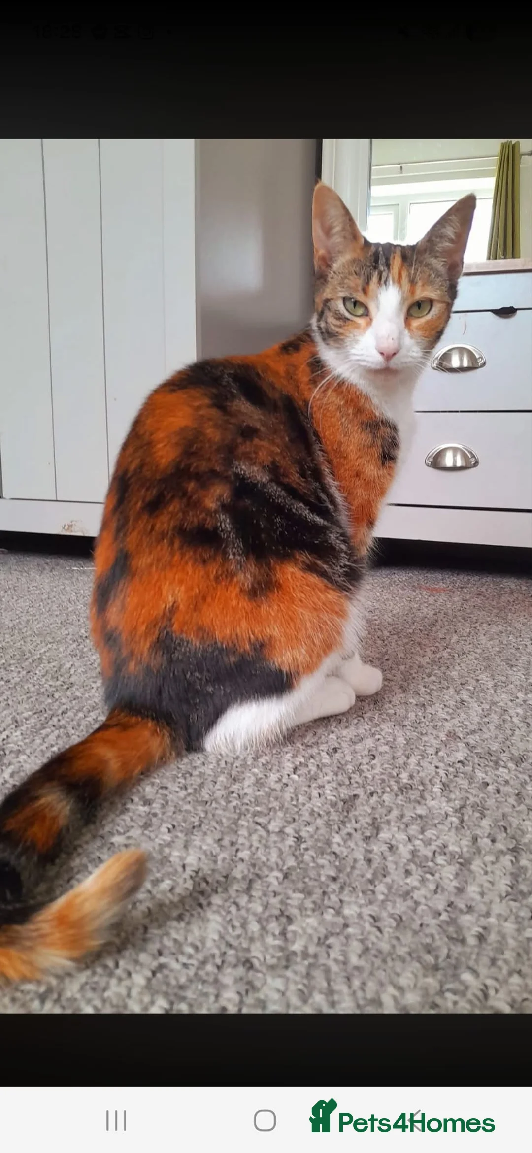 Mixed Breed cats for sale: Calico coffee - Advert 2