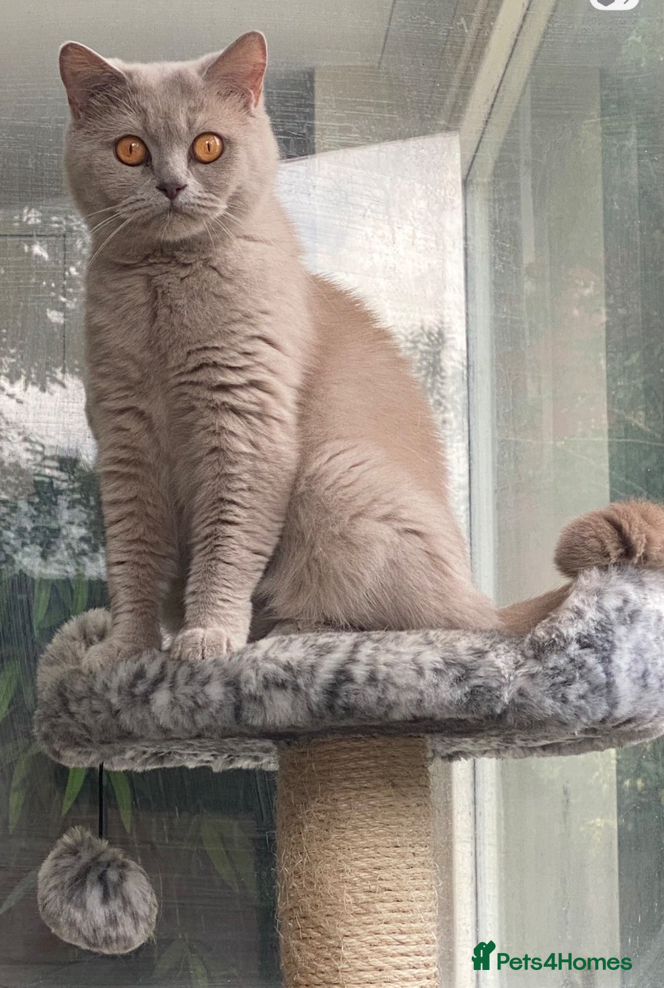 British Shorthair cats Beautiful British Shorthair looking for 5* home - Advert 1