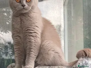 British Shorthair cats Beautiful British Shorthair looking for 5* home - Advert 1