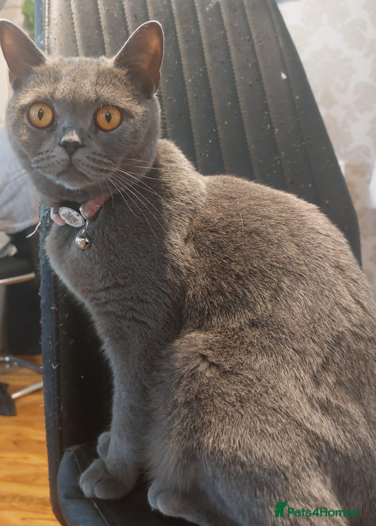 Mixed Breed cats 2 girls 1 boy half British Shorthair - Advert 1