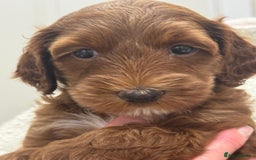 Australian Labradoodle dogs for sale: Australian Labradoodle puppies Multigen  - Image 1