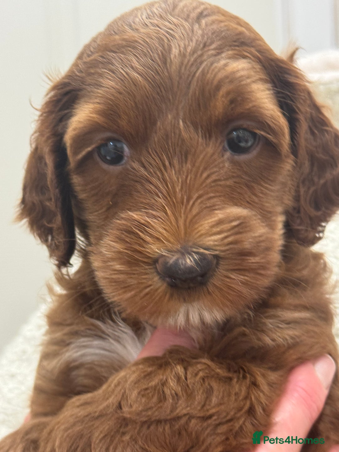 Australian Labradoodle dogs for sale: Australian Labradoodle puppies Multigen  - Image 1