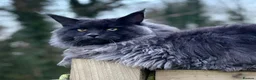 Maine Coon cats for sale: Beautiful Maine Coons from Champion lines  in Saint Agnes - Advert 21