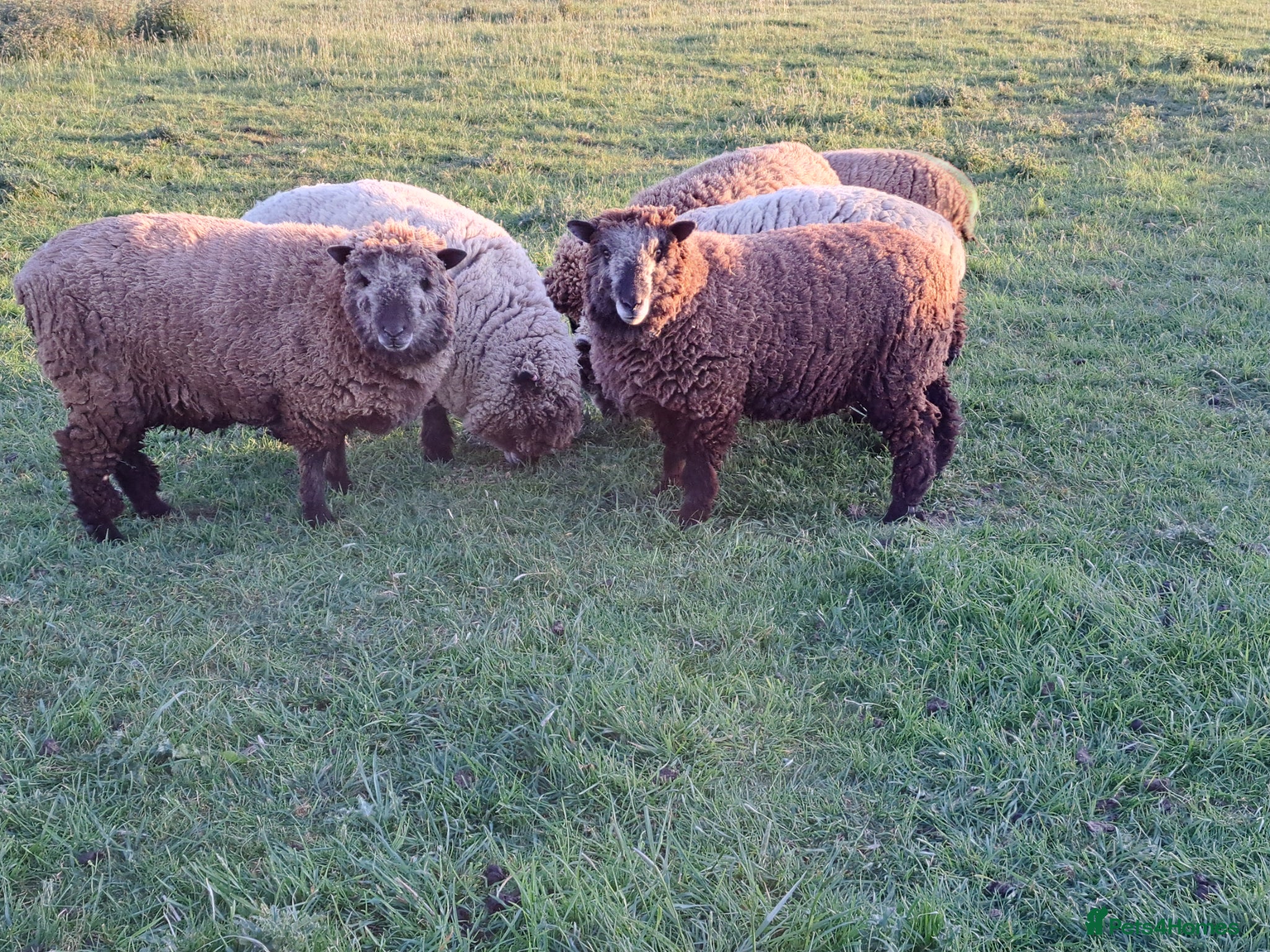 Sheep livestock Coloured Ryeland Sheep - Advert 4