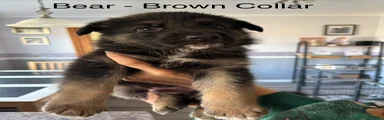German Shepherd 1