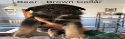 German Shepherd dogs for sale: Pure pedigree KC registered German shepard puppies - Advert 3