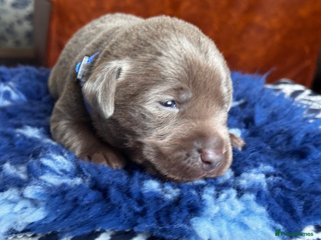 Labrador Retriever dogs for sale: Charcoal & Silver Labrador Puppies - Advert 11