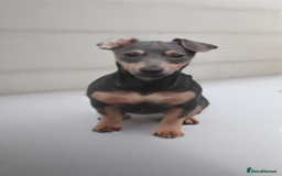 Jack Russell dogs for sale: Miniature jack Russell much Wenlock lines - Image 1