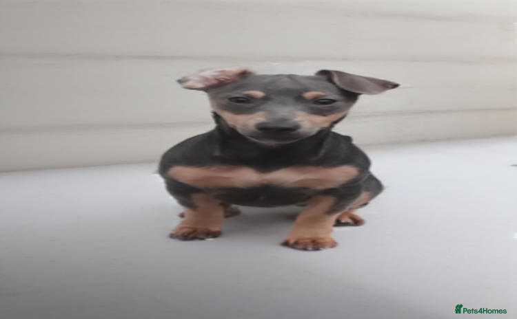 Jack Russell dogs - Advert 10