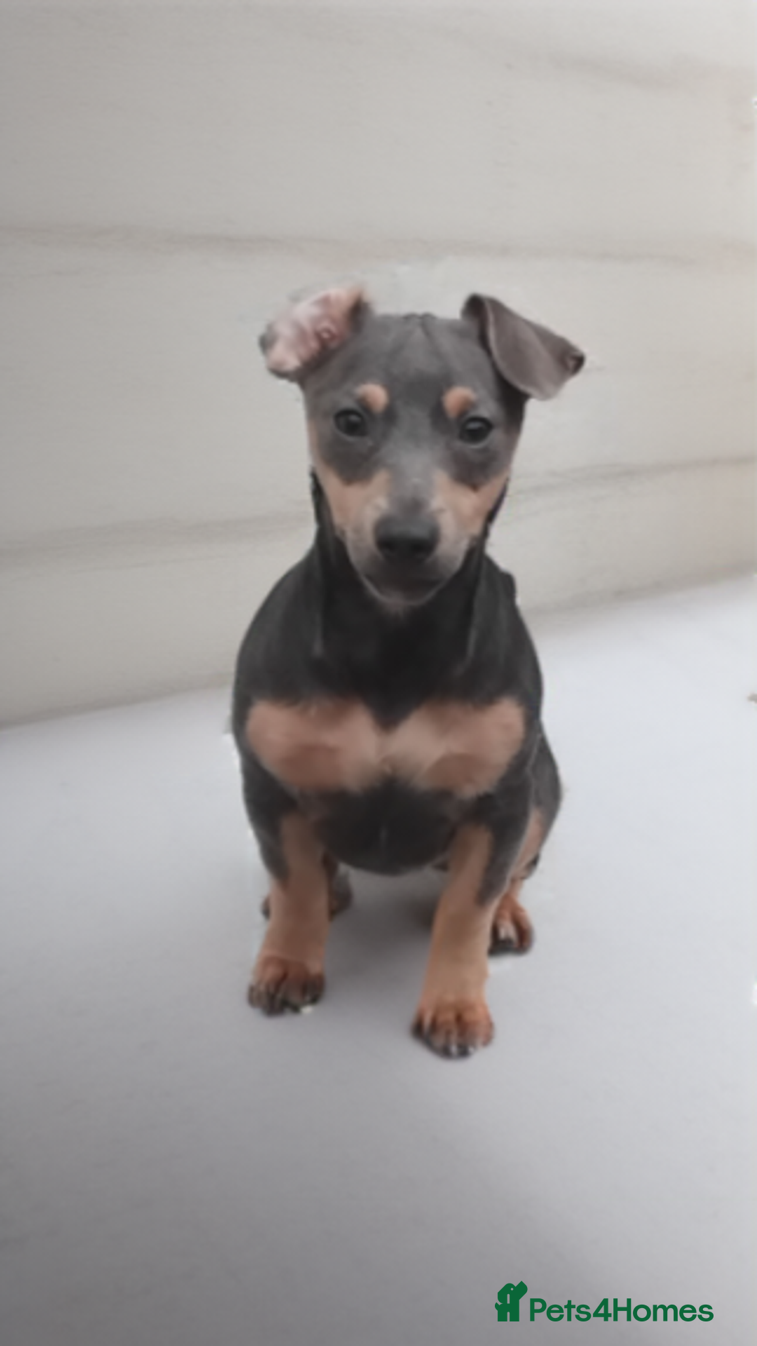 Jack Russell dogs for sale: Miniature jack Russell much Wenlock lines - Image 1