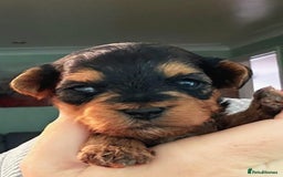 Yorkiepoo dogs for sale: Yorkiepoo - Image 2