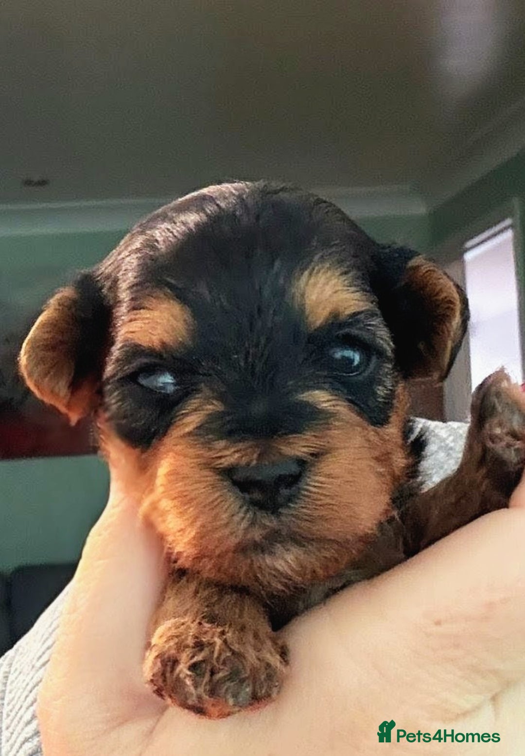 Yorkiepoo dogs for sale: Yorkiepoo - Image 2
